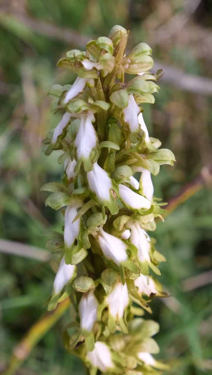 Anno nuovo, orchidee nuove: dalla Grecia con passione.
